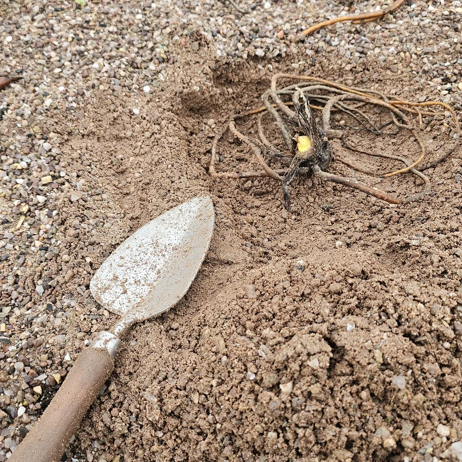 Bulbs being planted in the Italian Garden at Trentham Gardens.