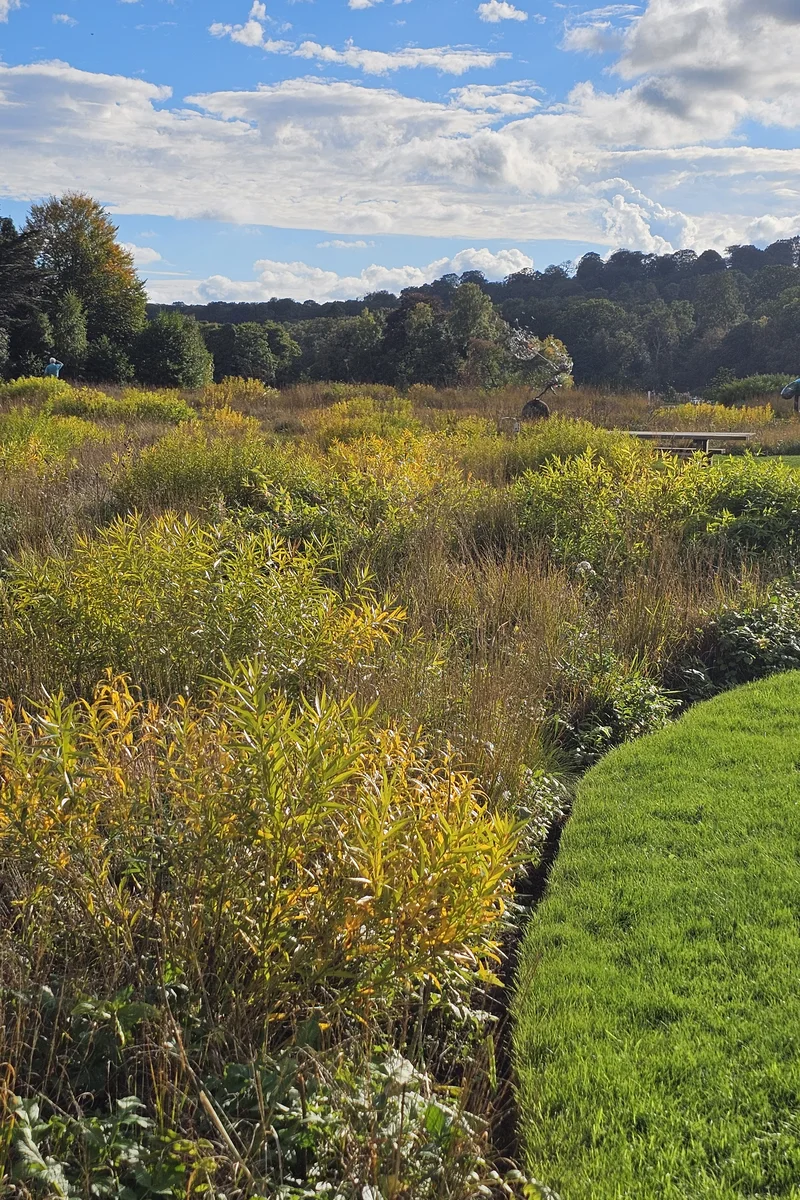 Established meadow-style planting in autumn colour elsewhere in Trentham Gardens.