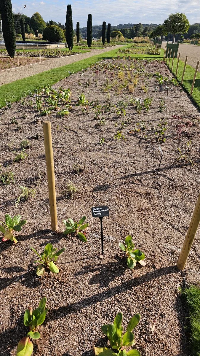 A long, newly planted bed in the Italian Garden at Trentham Gardens, leading towards mature trees.