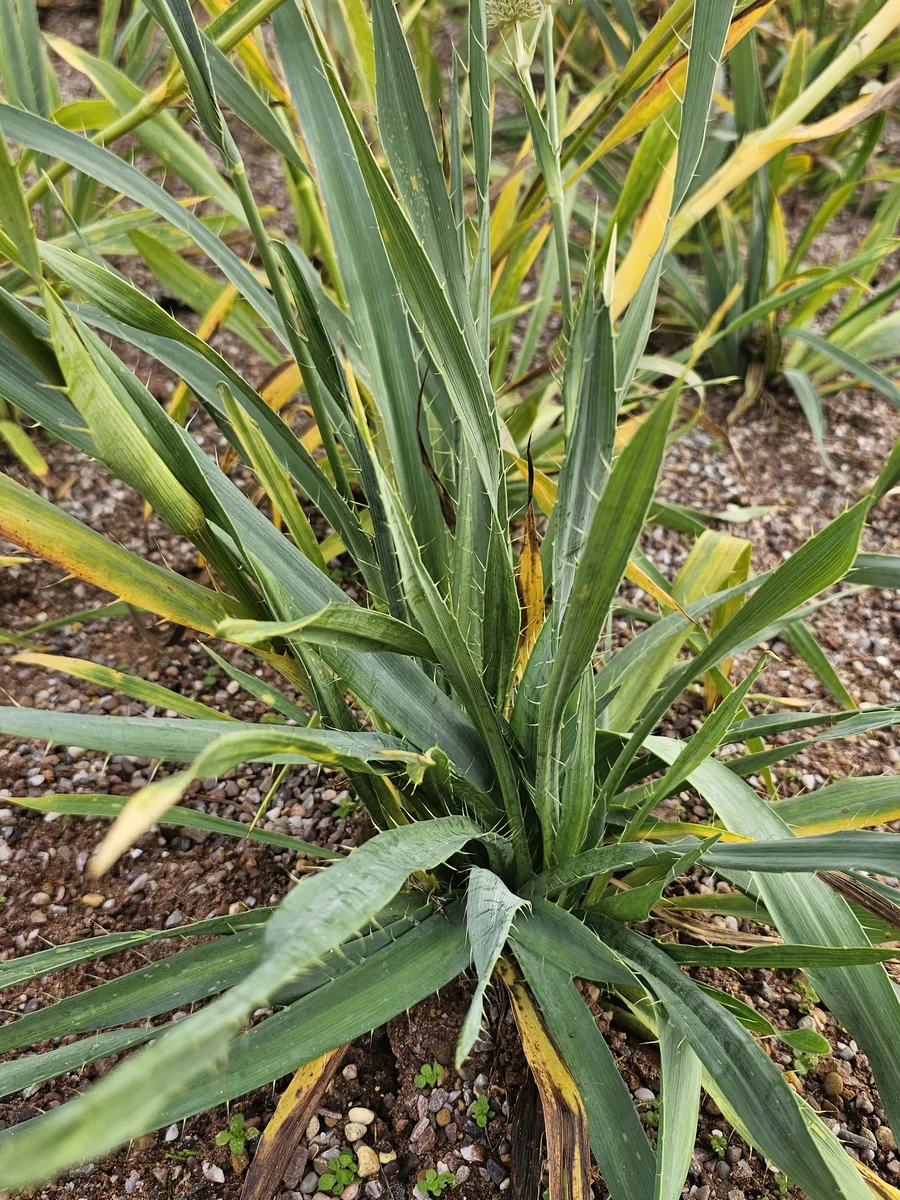 Close view of strappy young foliage emerging from the granular quartz sand and gravel planting medium.