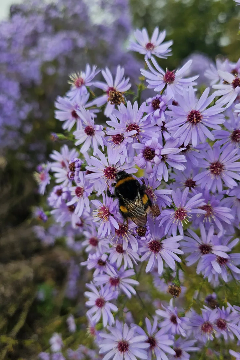 A bee feeding on pale purple autumn flowers at Trentham Gardens.