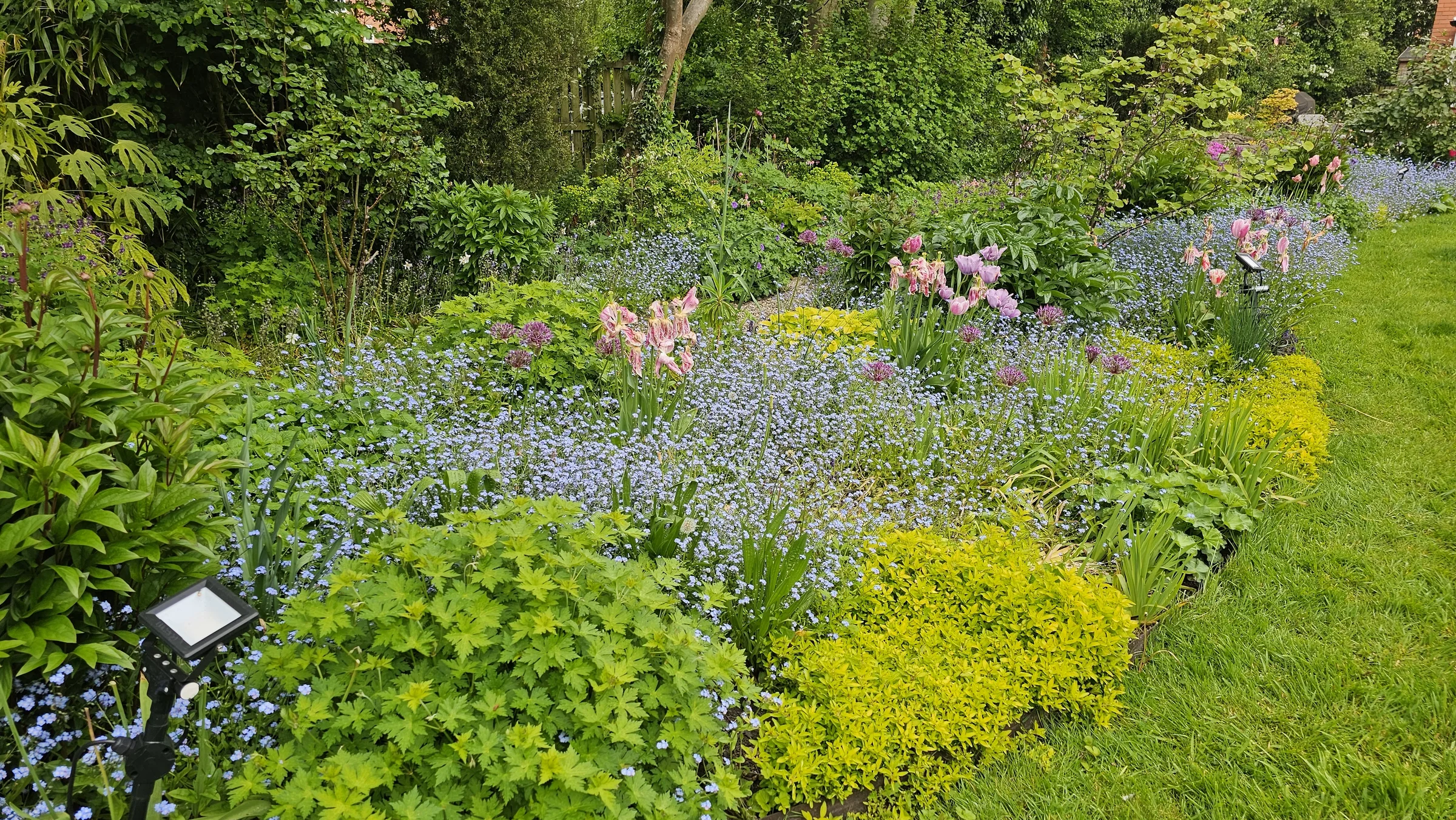 Layered mixed border with spring flowering and year-round structure